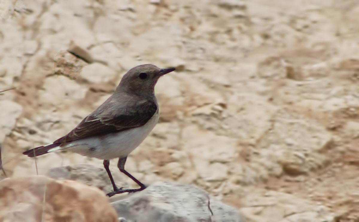 Pied Wheatear